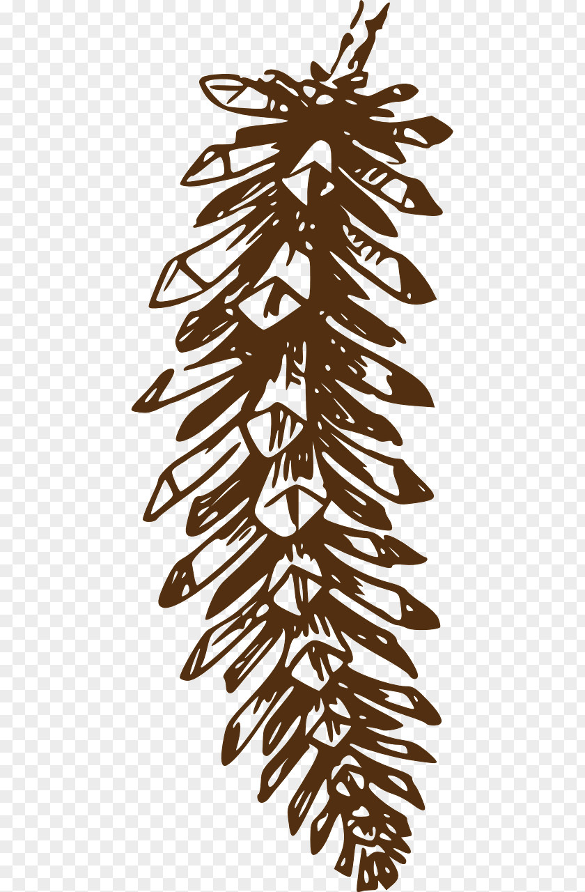 Fir Cone Pine Clip Art Conifer Vector Graphics Openclipart PNG