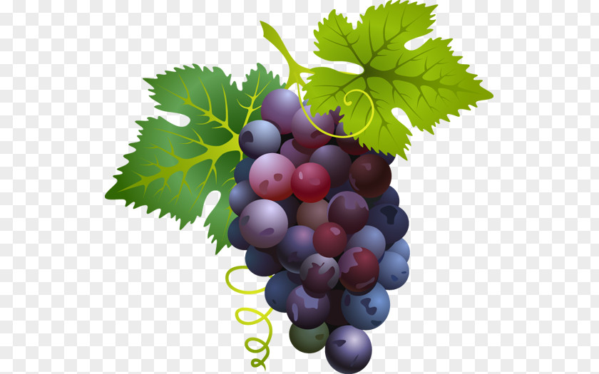 Grapes Images Common Grape Vine Juice Fruit Clip Art PNG