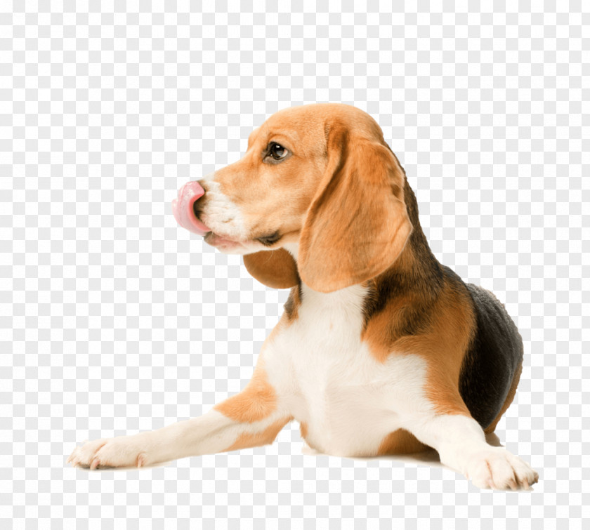 Puppy Beagle Labrador Retriever Basenji Dog Breed PNG