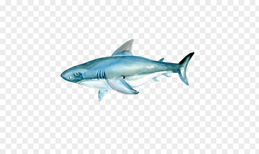 Sharks Material Picture Painted Figure Tiger Shark Watercolor Painting Great White PNG