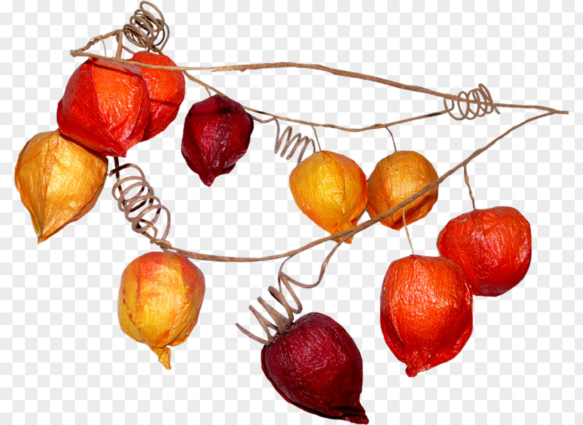 Apple Food Fruit PNG