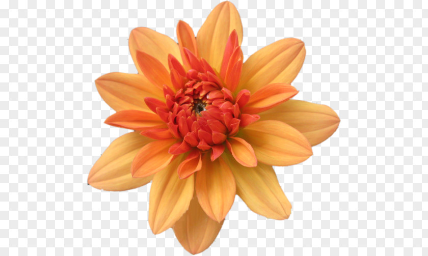 Flower Orange Clip Art PNG