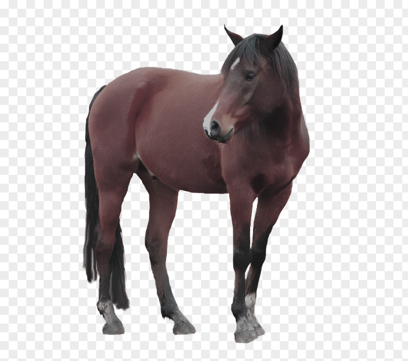 Horse Riding Mustang American Paint Pony Stallion Mare PNG