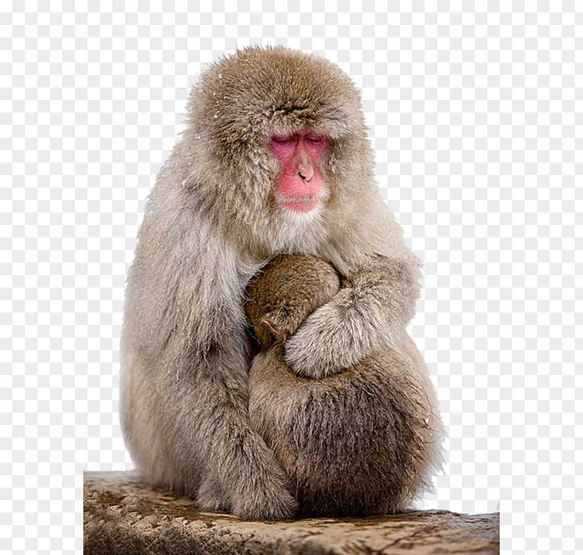 Mother To Protect The Child Macaque Monkey Wallpaper PNG