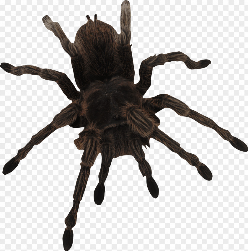 Spider Image Web PNG