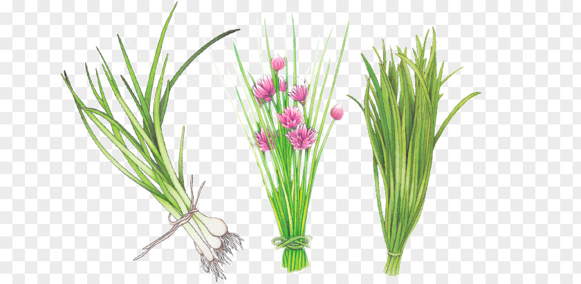 Allium Fistulosum Sweet Grass Grasses Plant Stem Aquarium PNG