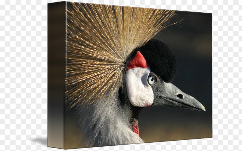 Crowned Crane Stock Photography Bird Royalty-free PNG