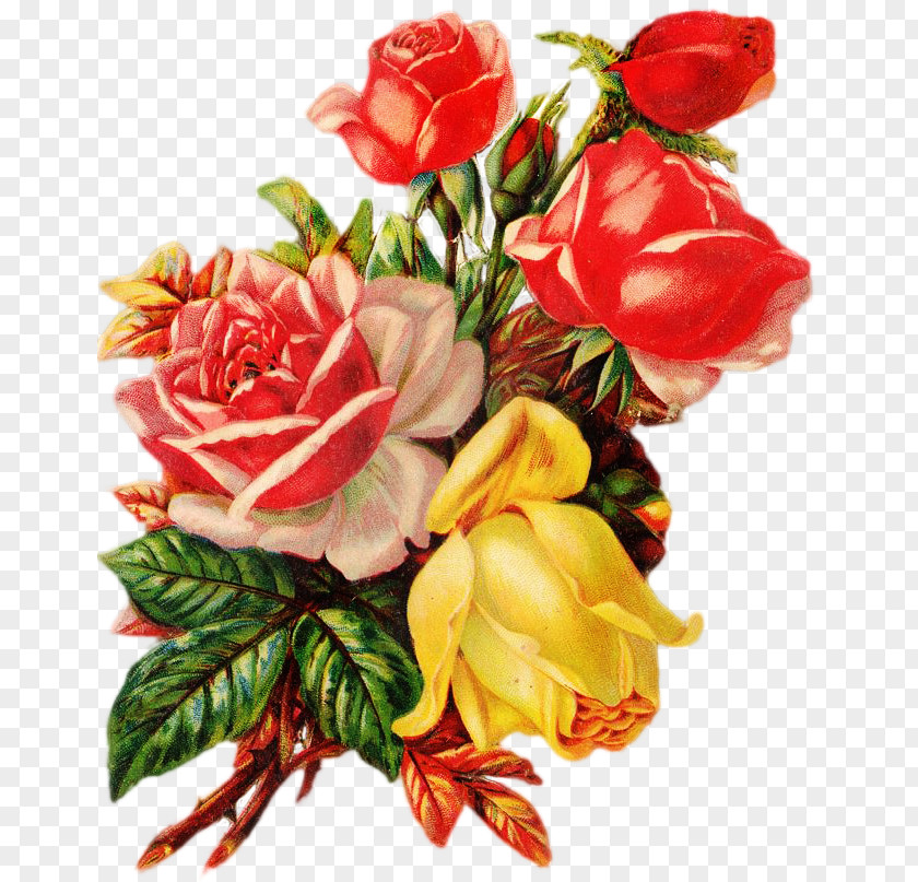 Flower Garden Roses Cabbage Rose Cut Flowers Bouquet PNG