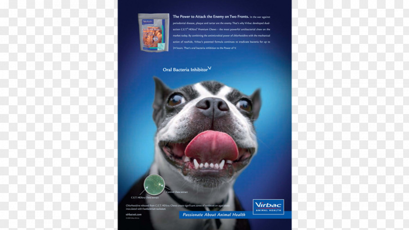 Global Amusement Park Dog Breed Boston Terrier Advertising Snout Brand PNG