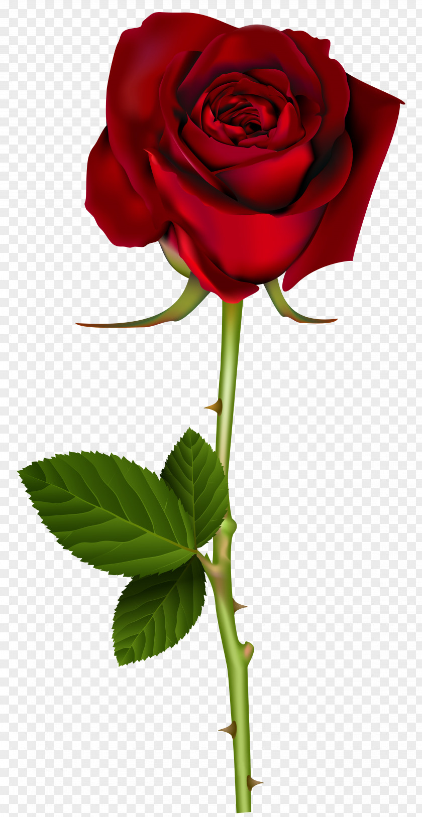 Red Rose Transparent Image Clip Art PNG