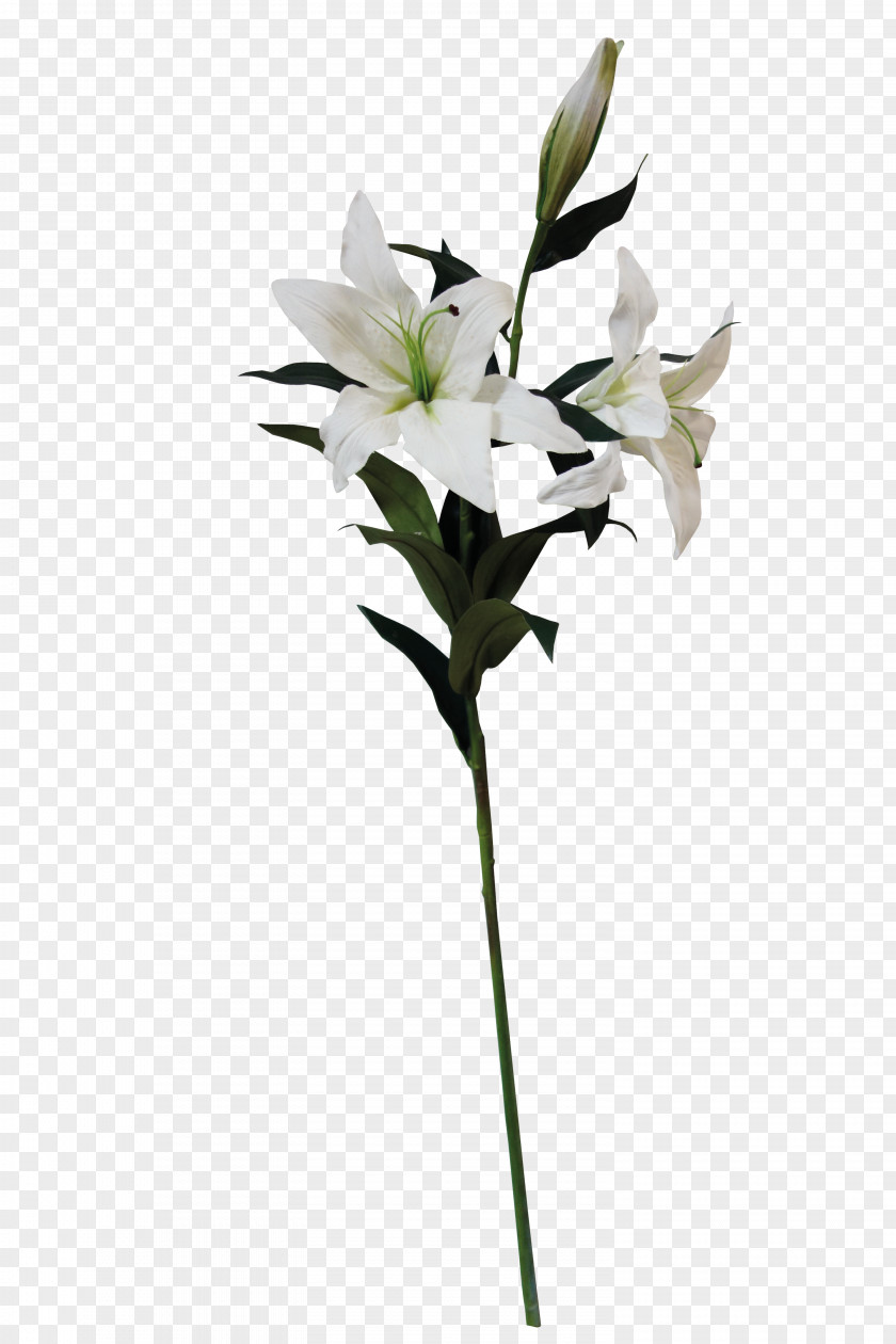 A Lily Lilium Flower Graphic Design PNG