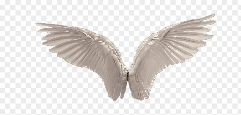 Angel Feathers Clip Art PNG