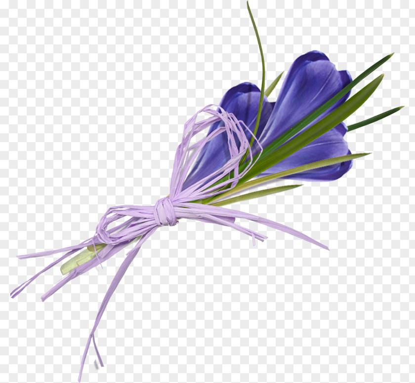 Crocus Bouquet Flower Flavus Clip Art PNG