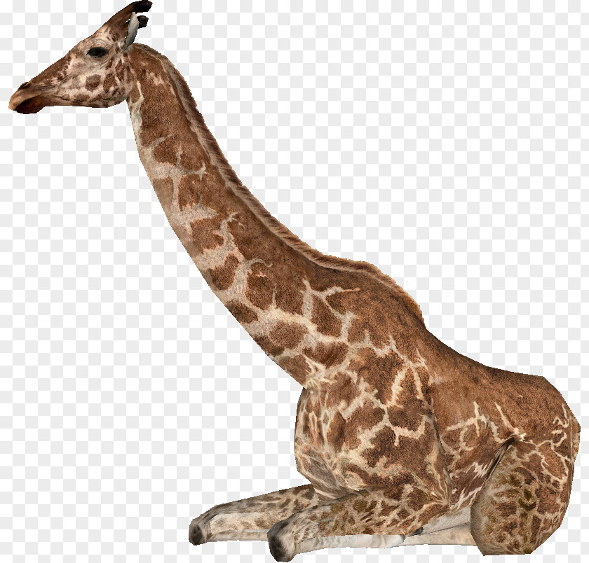 Giraffa Zoo Tycoon 2: Extinct Animals Jumae Northern Giraffe Even-toed Ungulates Sivalensis PNG