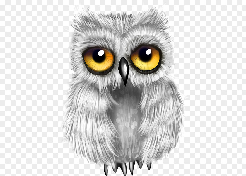 Owl Great Grey Drawing Bird PNG