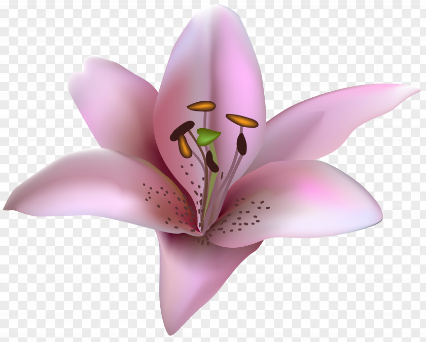 Pink Flower Drawing Clip Art PNG