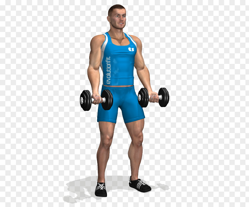 Biceps Curl Dumbbell Exercise Triceps Brachii Muscle PNG