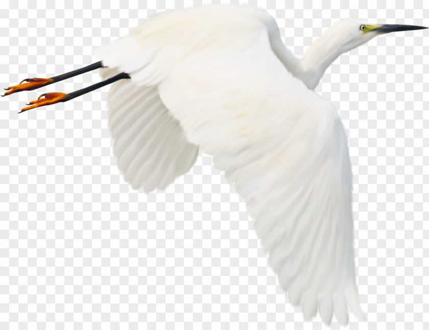 Crane Bird Clip Art PNG