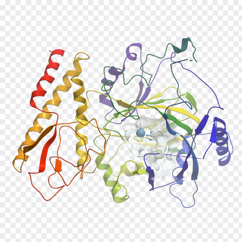 Dna Structure Human Line Clip Art PNG