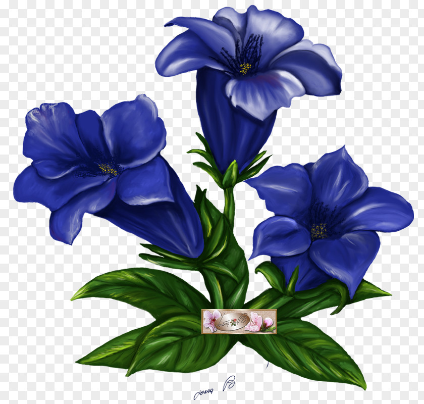 Hefti Flower Gentian Graphic DesignFlower Metzgerei PNG