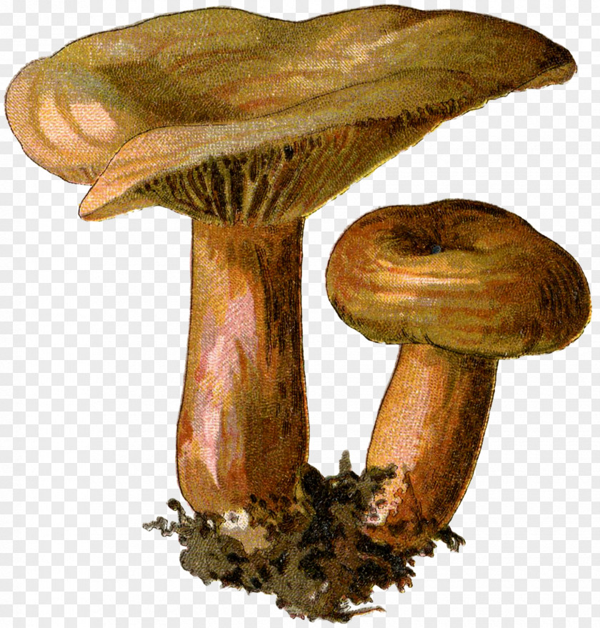 Mushrooms Edible Mushroom Fungus Botanical Illustration Mycology PNG