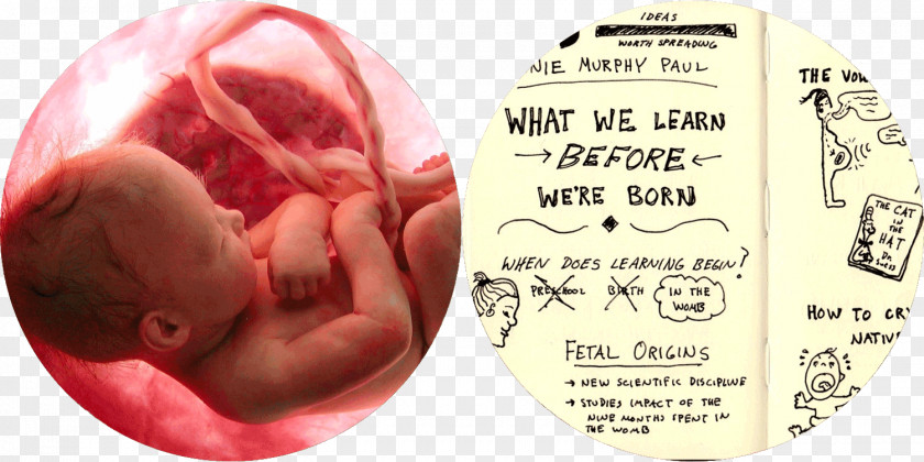 Pregnancy Abortion Child Human Embryogenesis God PNG