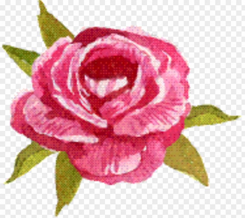 Rosa Gallica Magenta Pink Flowers Background PNG