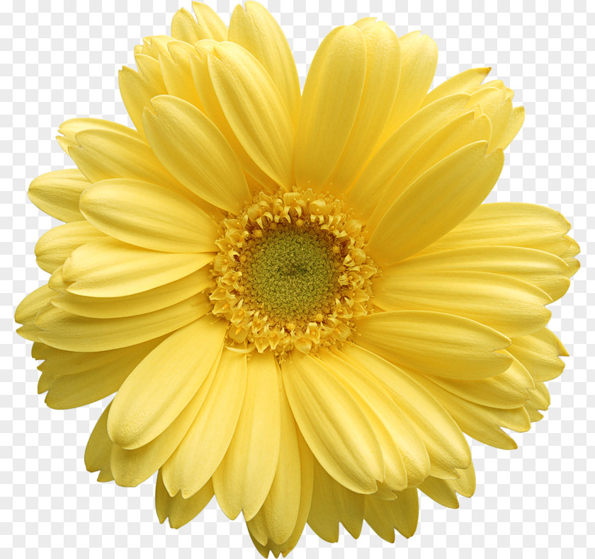 Yellow Gerber Daisy Clipart Flower Stock Photography Clip Art PNG