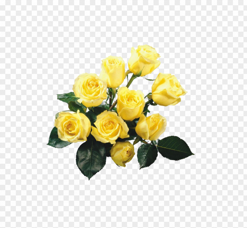 A Bouquet Of Yellow Roses Rose Flower Wallpaper PNG