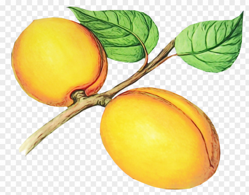 Apricot Peach European Plum Fruit Plant Yellow Food PNG