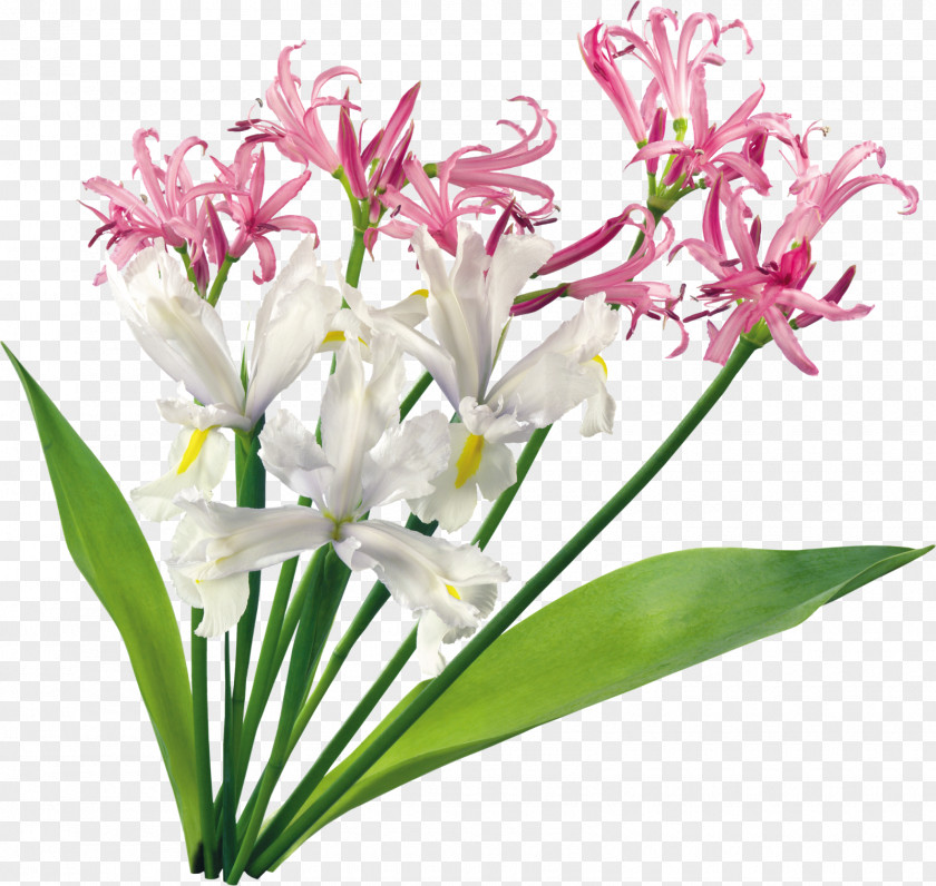 Beautiful Orchid Photo Frame Cut Flowers Flower Bouquet Clip Art PNG