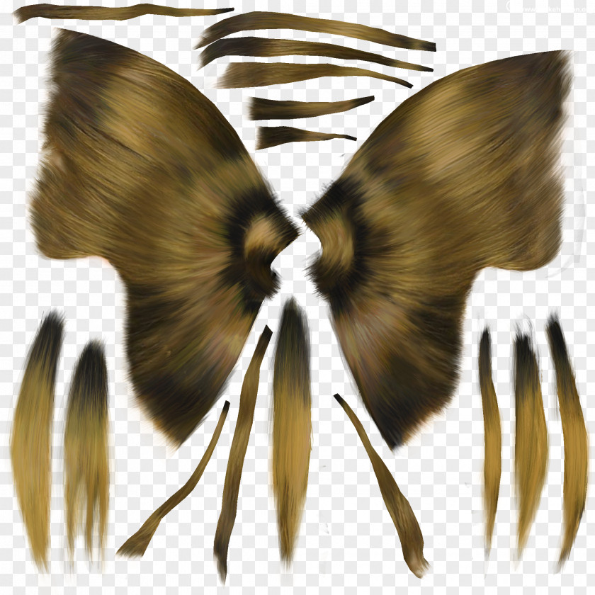 Butterfly Insect Moth Pollinator Wing PNG