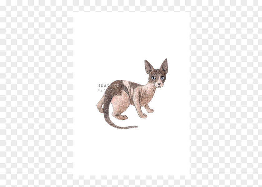 Cat Kangaroo Tail Wildlife Animal PNG