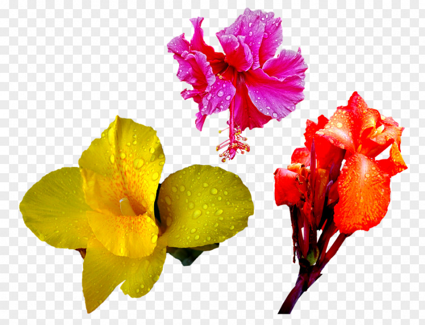 Flower Blume Image Lily Stock.xchng PNG