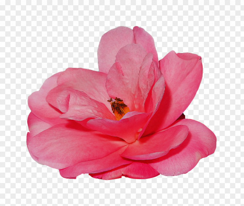 Garden Roses PNG