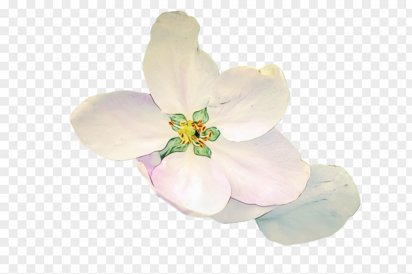 Moth Orchids Cut Flowers Petal Flower PNG