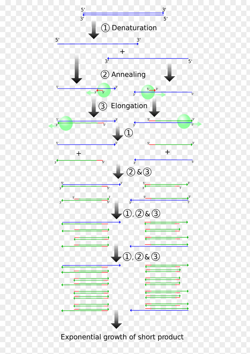 Vector Polymerase Chain Reaction Molecular Cloning DNA PNG