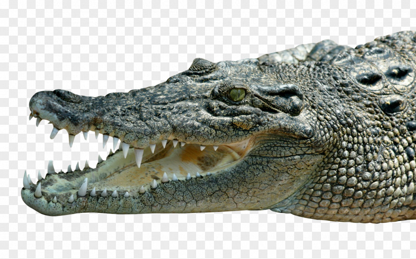 Crocodile Nile American Alligator PNG