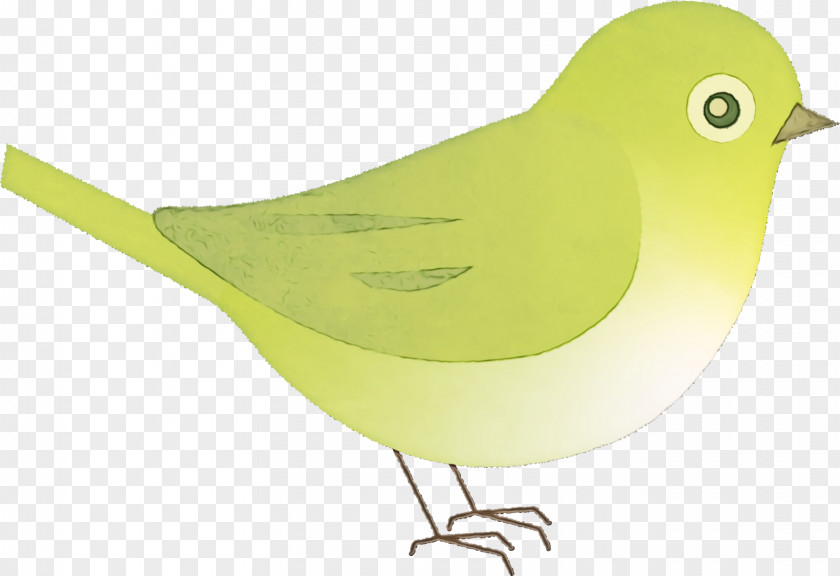 Feather PNG