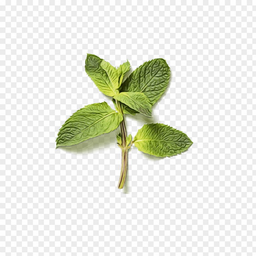 Mulukhiyah Spearmint Lemon Leaf PNG