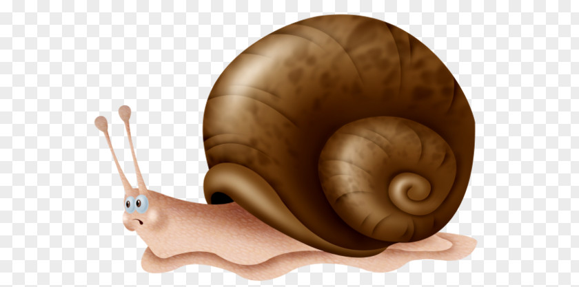 Snail Sea Escargot Orthogastropoda Drawing PNG