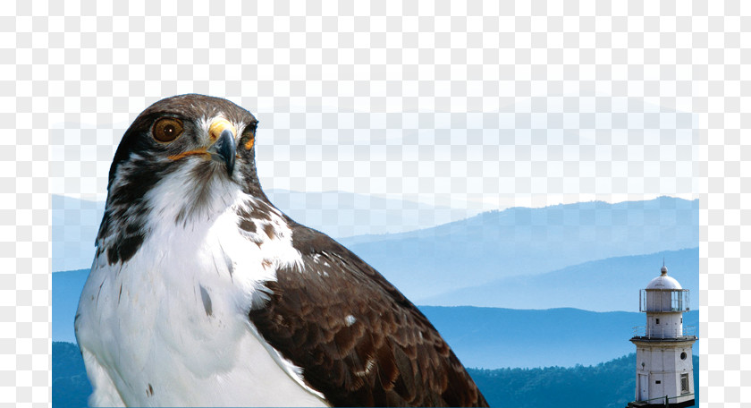 Eagle Laptop High-definition Television 1080p Video Wallpaper PNG