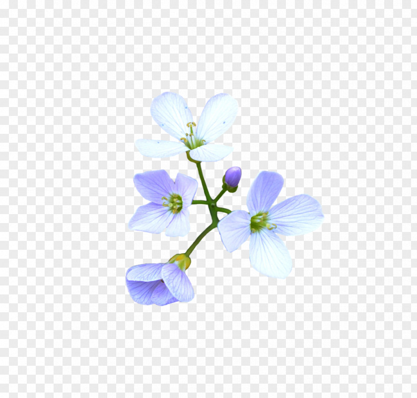 Flower Crown Blue DeviantArt PNG