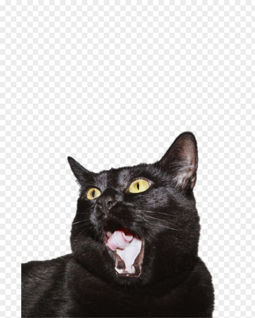 Kitten Black Cat Bombay Korat Domestic Short-haired Whiskers PNG