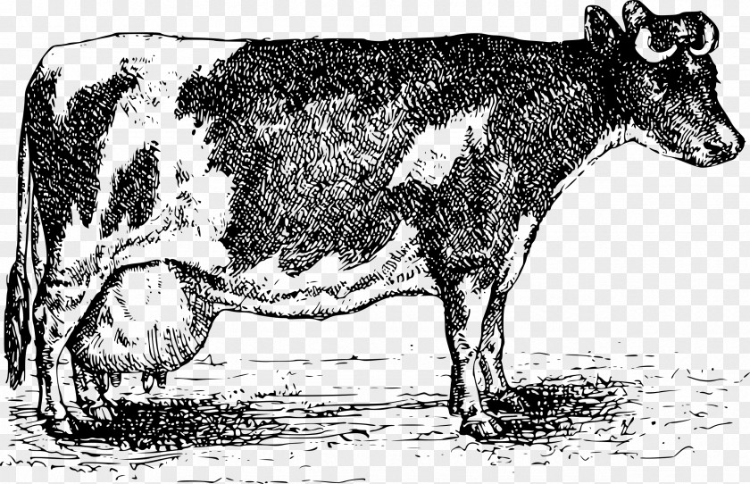 Milk Beef Cattle Jersey Normande Zebu PNG