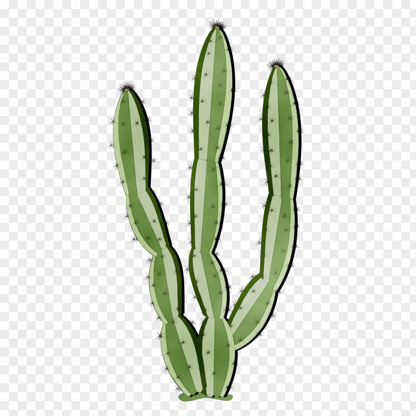 Plant Stem Caryophyllales Cactus PNG