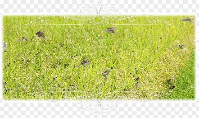 Rice Paddy Vetiver Lawn Chrysopogon PNG