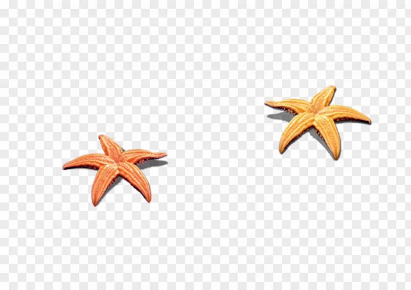 Starfish Seashell Beach Clip Art PNG