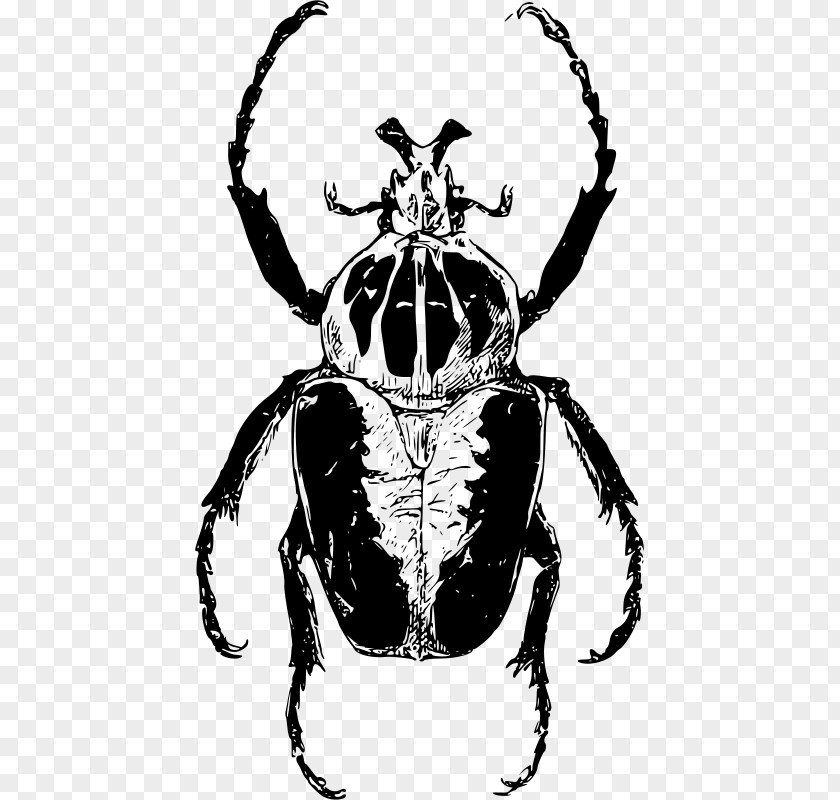 Titan Atlas Beetle Goliathus Ladybird Clip Art PNG