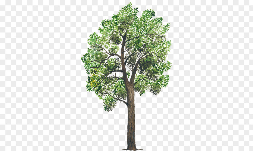 Arboles Tree Plant Stock Footage Animation Branch PNG